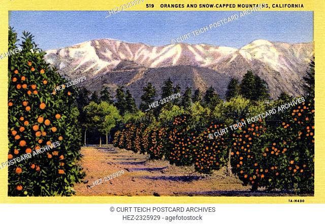 'Oranges and Snow-Capped Mountains, California', postcard, 1931. Vintage postcard showing an orange grove set against a backdrop of snow covered mountains