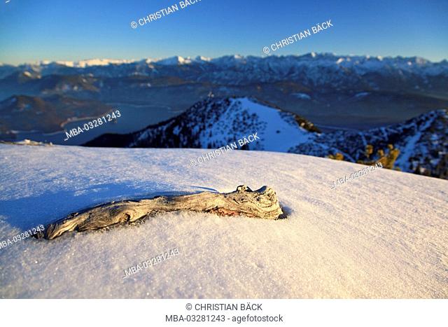 Root in the snow, 'Herzogstand', Walchensee, Bavarian pre-alps, Alpine foreland, alps, Bavarian uplands, Upper Bavaria, Bavaria, South Germany, Germany