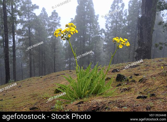 Cerrajon de monte (Sonchus acaulis) is a subshrub endemic to Gran Canaria and Tenerife. This photo was taken in Gran Canaria, Canary Islands, Spain