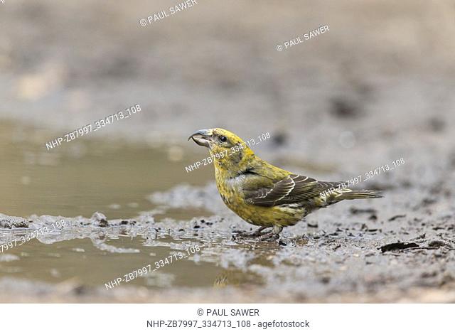 Common Crossbill (Loxia curvirostra) adult female standing at edge of puddle, drinking, Suffolk, England, April