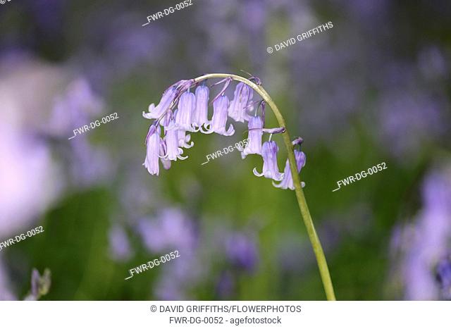 Bluebell, English bluebell, Hyacinthoides non-scripta, A single arching head of blue flower growing outdoor