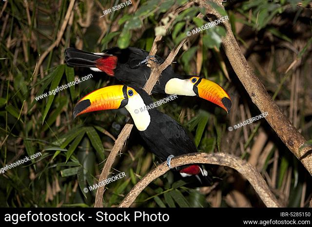 TOCO TOUCAN (ramphastos toco), PAIR ON BRANCH