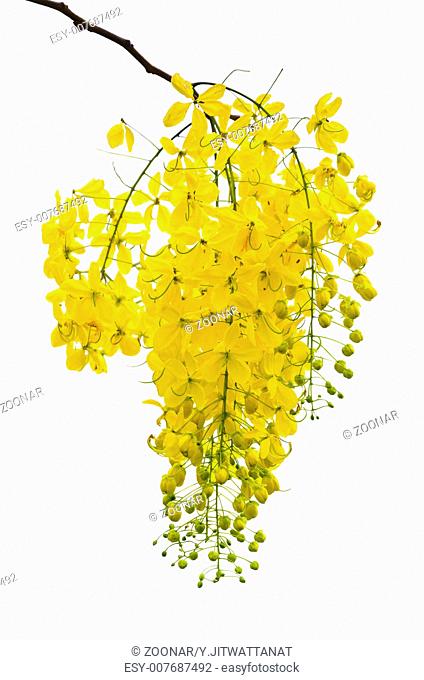 Purging Cassia or Ratchaphruek flowers isolated on white