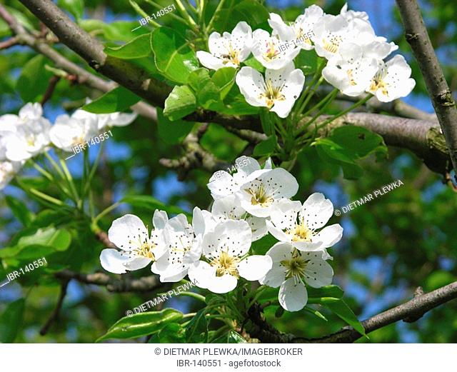 Cherrytree, prunus avium, blooming