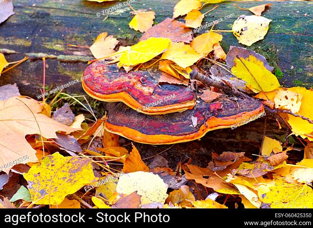 Rotrandiger Baumschwamm, Fomitopsis pinicola - red belt conk or Fomitopsis pinicola in autumn forest