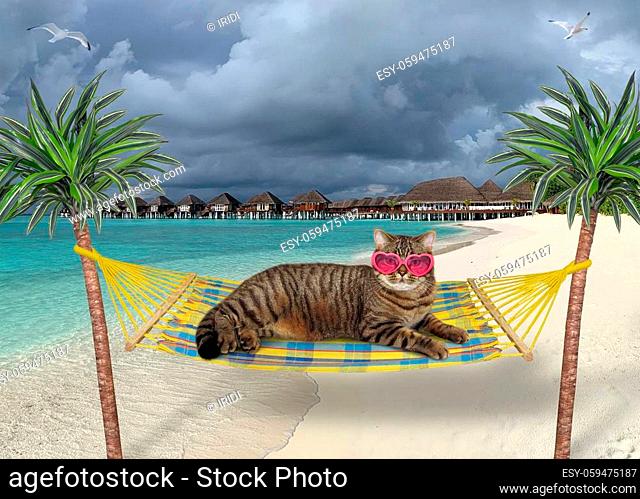 The beige cat in heart shaped sunglasses is resting in a hammock on a tropical beach of Maldives