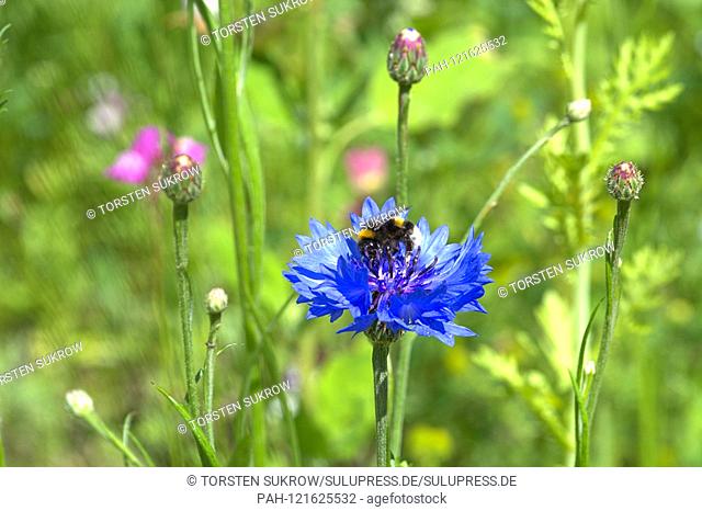 22.06.2019, a cornflower (Cyanus segetum Hill, Syn .: Centaurea cyanus L.), also called Zyane with a bumblebee (Bombus) to visit in a wildflower bed at...
