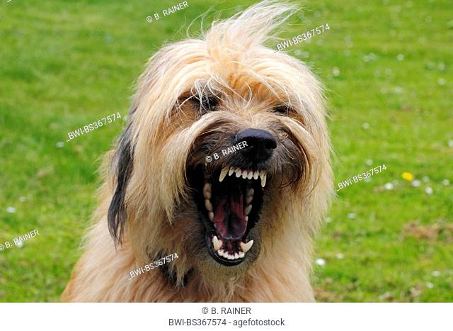 Catalan Sheepdog (Canis lupus f. familiaris), three year old femal yawns in a meadow, Germany