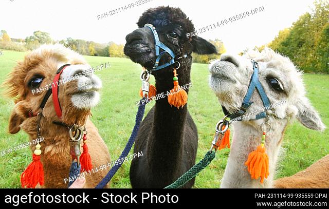 03 November 2023, Saxony, Delitzsch: The three animal park alpacas Nelly, Peaces and Lara Madonna (r-l) go for a walk with 82-year-old Bernd Düsel and his wife...