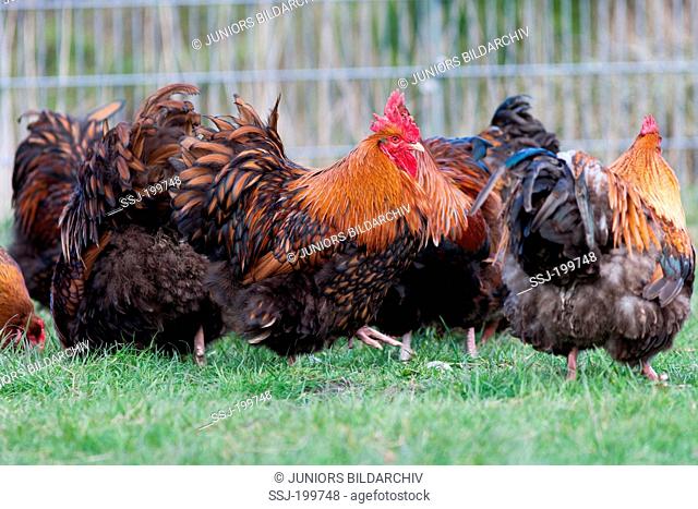 Domestic Chicken, Orpington (Gallus gallus domesticus). Cocks running in a chicken run. Germany