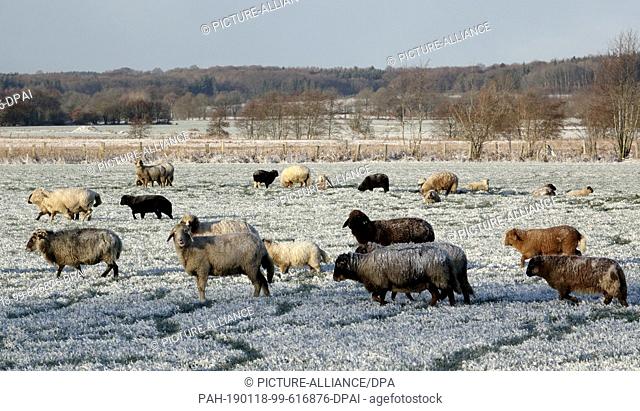 18 January 2019, Schleswig-Holstein, Aukrug-Homfeld: Sheep are standing in the snow on a meadow. Photo: Carsten Rehder/dpa