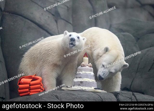 18 December 2023, Hamburg: Polar bear girl Anouk (l) eats a birthday cake with mother Victoria in the polar bear enclosure in the Arctic Ocean at Hagenbeck Zoo