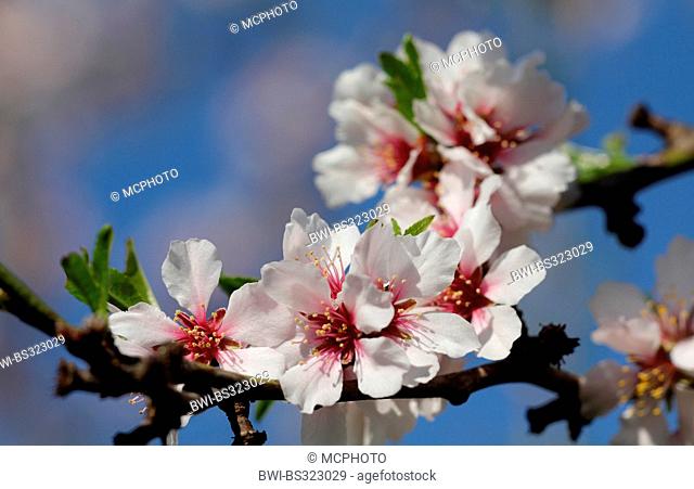 Almond (Prunus dulcis, Prunus amygdalus, Amygdalus communis, Amygdalus dulcis), almond blossoms