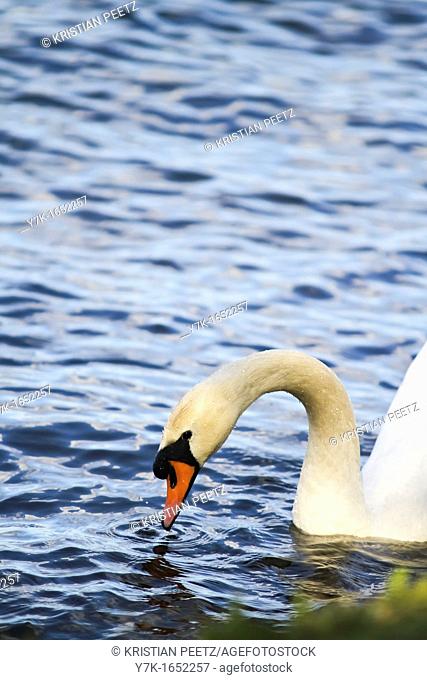 Swan in the lake Alster in Hamburg