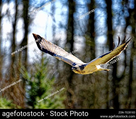 Common buzzard in fly.(Buteo buteo)