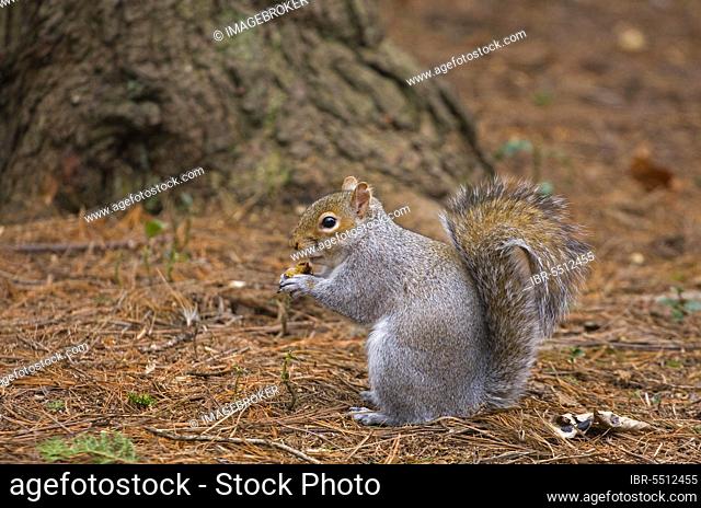 Eastern Grey Squirrel (Sciurus carolinensis) introduced species, adult, feeding in garden, Edinburgh Botanical Gardens, Scotland, United Kingdom, Europe