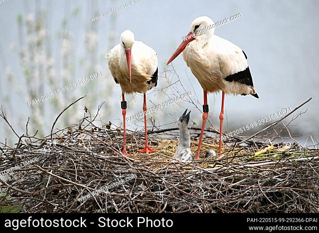 PRODUCTION - 08 May 2022, Baden-Wuerttemberg, Affenberg Bei Salem: Four stork youngsters, just a few weeks old, sit in their eyrie at Affenberg in Salem