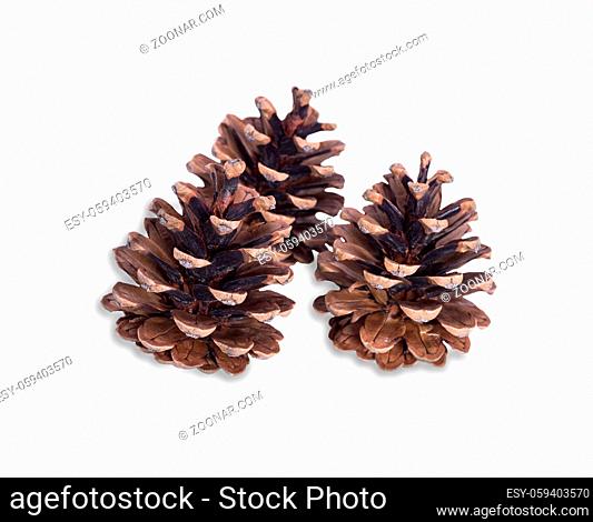 three brown dry pine cones isolated on white background