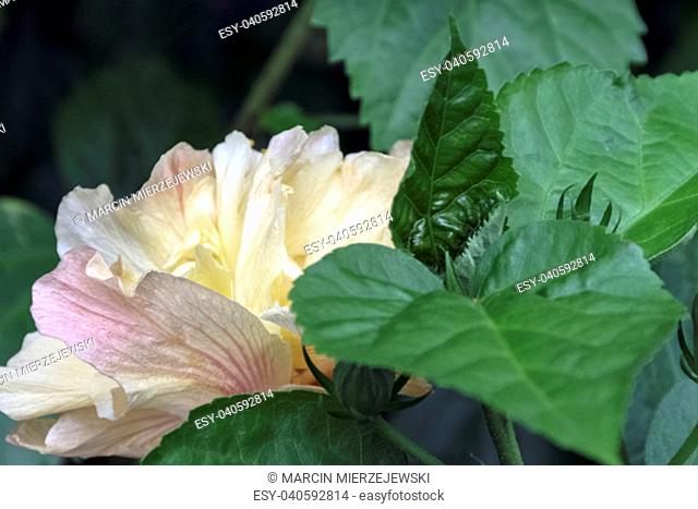 Hibiscus rosa-sinensis, known as Chinese hibiscus, China rose, Hawaiian hibiscus, rose mallow and shoeblackplant - Varadero, Cuba