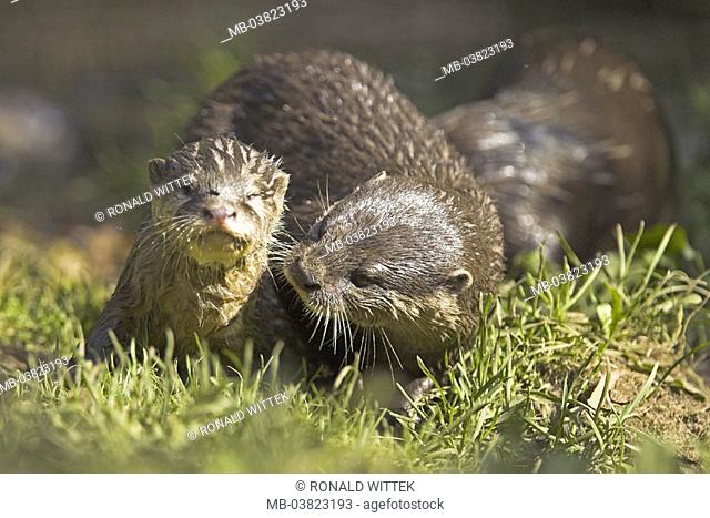 Zoo, dwarf otters, Aonyx cinerea,  Dam, young, wet,   Series, animal enclosures, , animal, wild animals, mammals, carnivores, country carnivores, otters