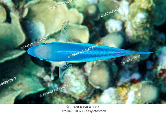 Parrotfishes are a group of marine species found in relatively shallow tropical and subtropical oceans around the world. With about 95 species