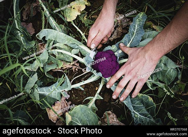 High angle close up of farmer harvesting purple broccoli