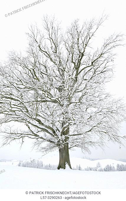 oak tree covered in snow, Switzerland