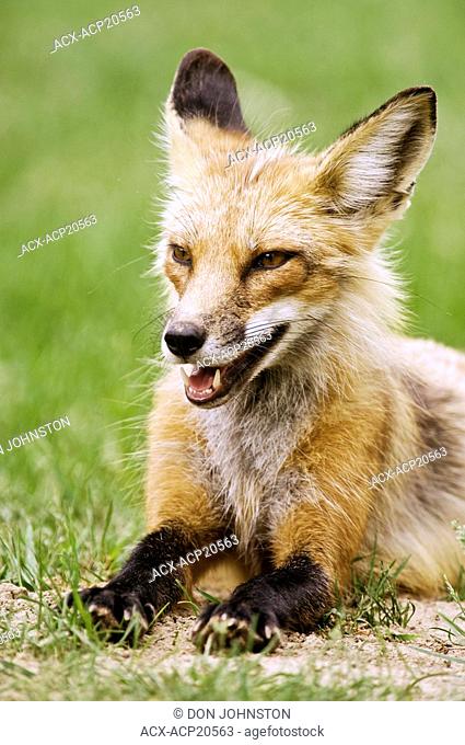Adult Red fox Vulpes vulpes showing little fear loafing on cottage lawn, Wanup, Ontario, Canada