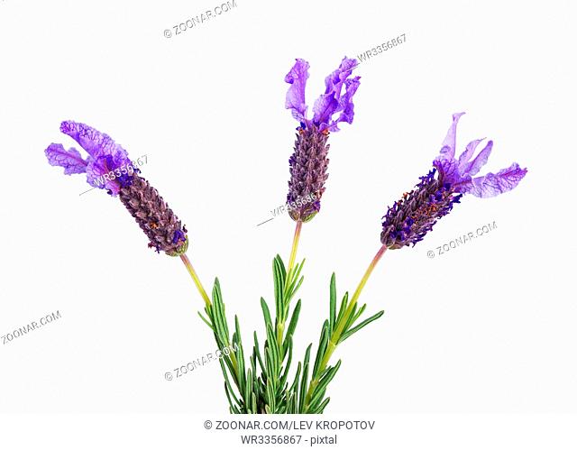 three lavender flowers isolated on white background