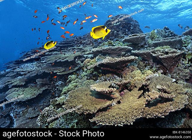 Reef top with Acropora hyacinth table coral (Acropora hyacinthus) and tobacco butterflyfish (Chaetodon dasciatus), pair, Ras Muhammed National Park, Red Sea