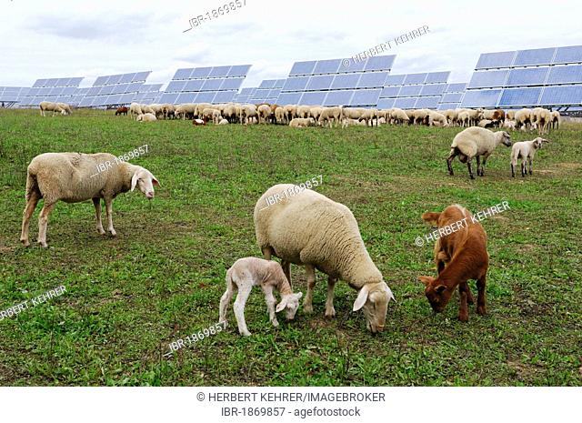 Sheep in front of a photovoltaic system