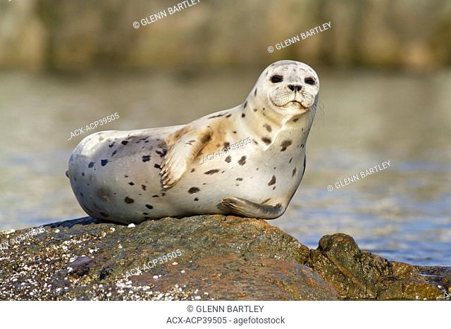 A Harbour Seal Phoca vitulina perched on a rock in Victoria, British Columbia, Canada