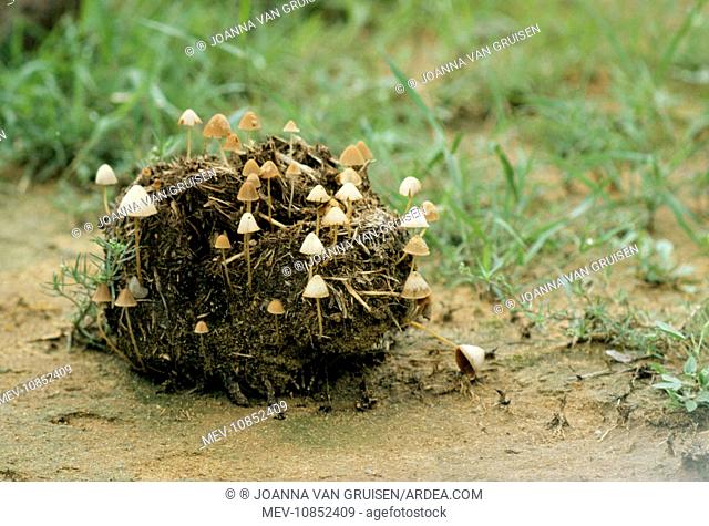 Indian / Asian Elephant Dung - With toadstools. Sri Lanka