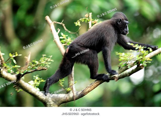 Celebes Crested Macaque, Macaca nigra, Celebes, Borneo, subadult on tree