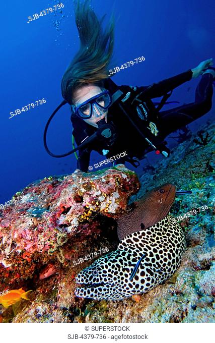A diver looking at a blackspotted moray eel Gymnothorax favagineus, and a giant moray Gymnothorax javanicus, being cleaned by juvenile bluestreak cleaner...