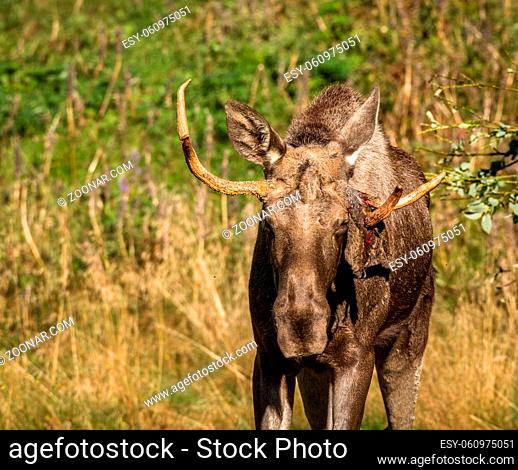 European elk, Alces alces, with antlers and skin hanging from antler. This is a elk bull living in Elgtun, an Norwegian elk park. Moose