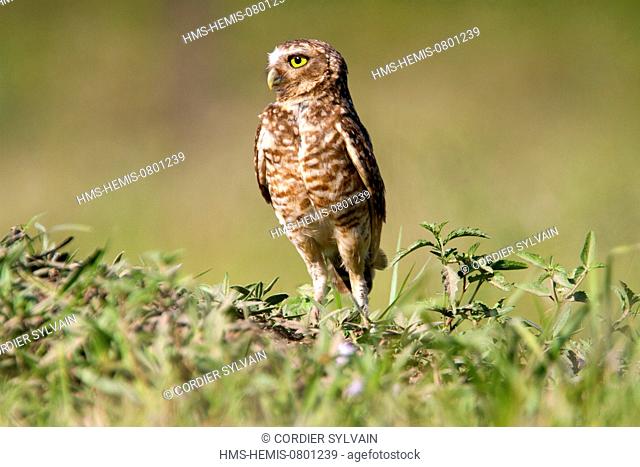 Brazil, Mato Grosso, Pantanal area, Burrowing Owl (Athene cunicularia)
