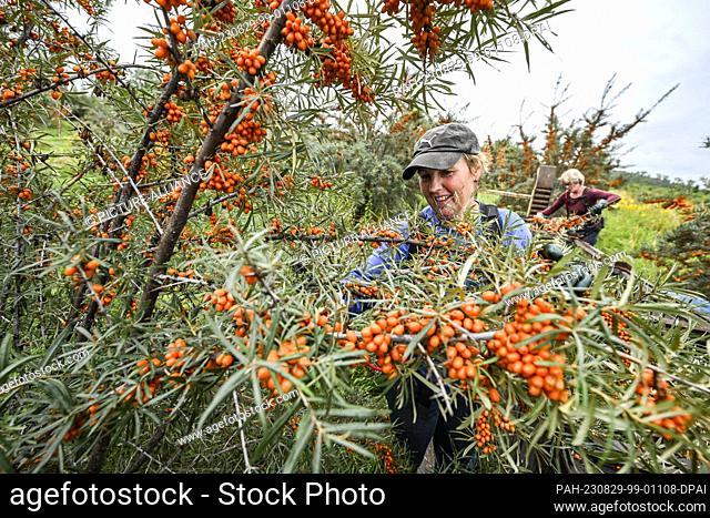 29 August 2023, Brandenburg, Werder (Havel): During the sea buckthorn harvest, the orange berries are cut from the bushes by Heike Gorgas (l) and Irmhild...