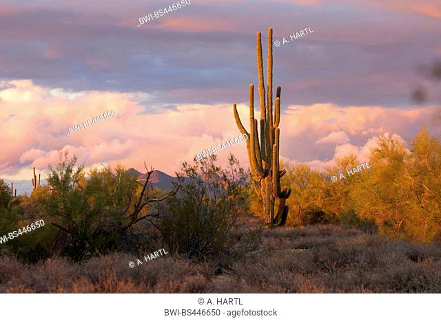 saguaro cactus (Carnegiea gigantea, Cereus giganteus), after thunderstorm in evening light, USA, Arizona, Phoenix