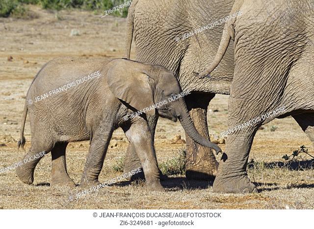 African bush elephants (Loxodonta africana), elephant calf walking behind two adults, Addo Elephant National Park, Eastern Cape, South Africa, Africa
