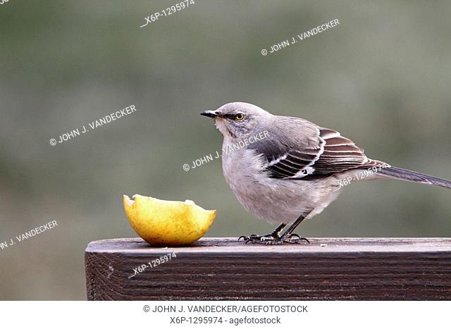 A Northern Mockingbird, Mimus polyglottos, eating a pear  New Jersey, USA