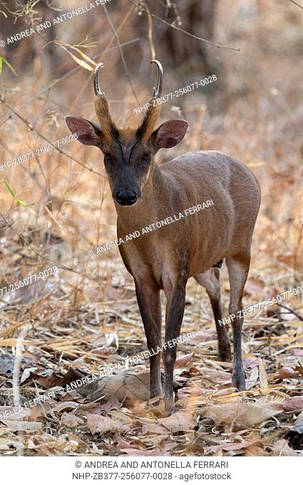 Indian muntjac or Barking deer Muntiacus muntjak, Tadoba-Andhari National Park, Chandrapur, Maharashtra, India