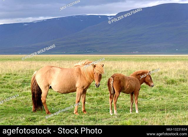 Iceland horses (Equus ferus caballus), mare with foal, Litla a, Akureyri, Northern Iceland