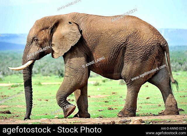 A male African bush elephants (Loxodonta africana) –walking away from a waterhole iin Addo National Elephant park, Eastern Cape, South Africa