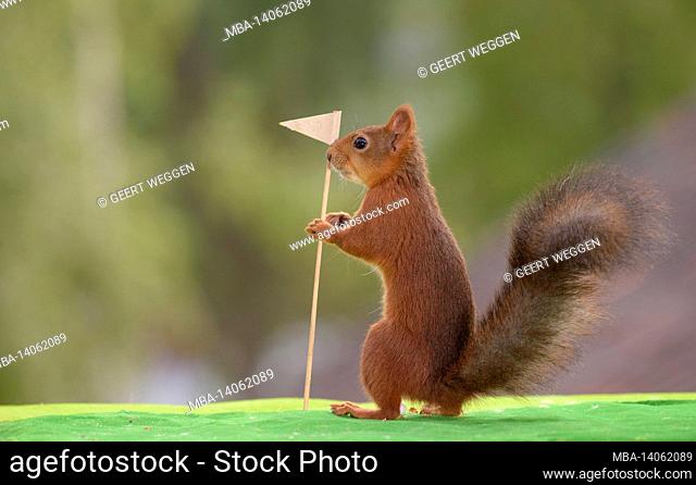 red squirrel holds an golf flag