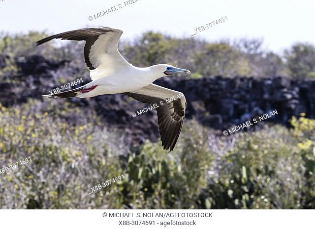 Adult red-footed booby, Sula sula, in flight with nesting material on Genovesa Island, Galápagos, Ecuador