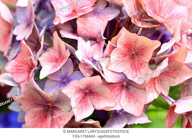Beautiful hortensia, hydrangeaceae flowers in bloom