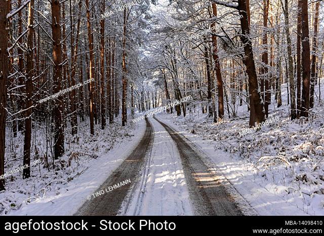 snowy forest road in winter, snow-covered trees, winter landscape, light and shadows
