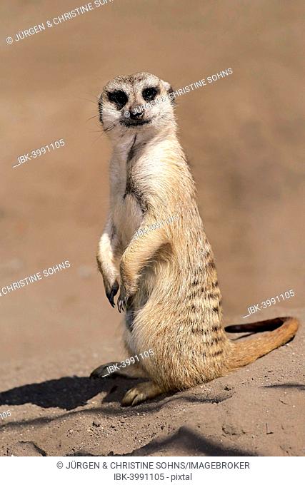 Meerkat (Suricata suricatta), adult alert, standing upright, Little Karoo, Western Cape, South Africa