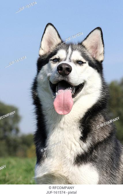 Siberian Husky dog - portrait
